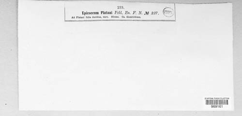 Epicoccum platani image